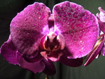 Phalaenopsis2 Orchids - Phalaenopsis